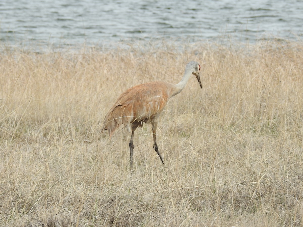 Sandhill Crane - Kate Stone