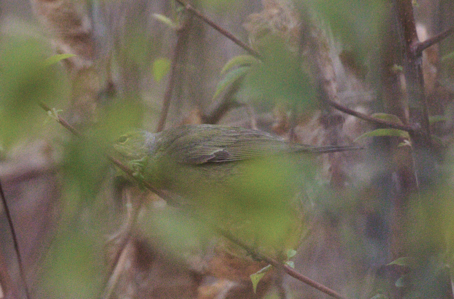 Orange-crowned Warbler - ML618517503