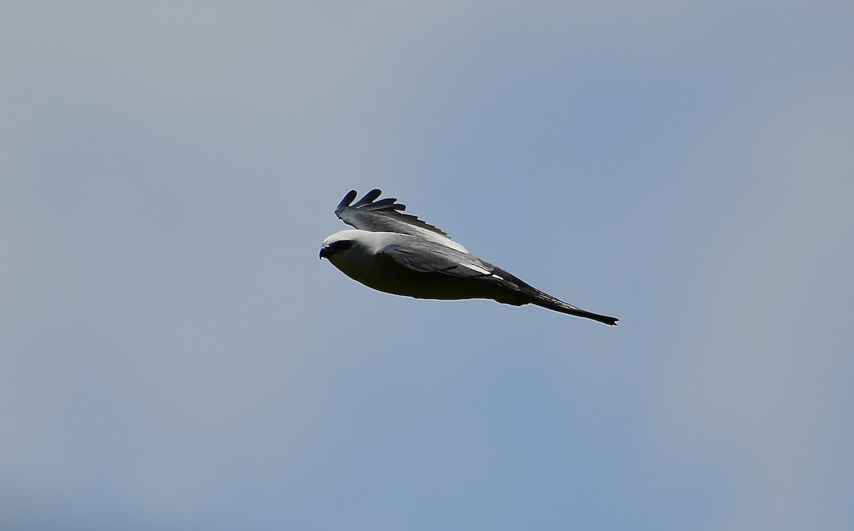 Mississippi Kite - ML618517523