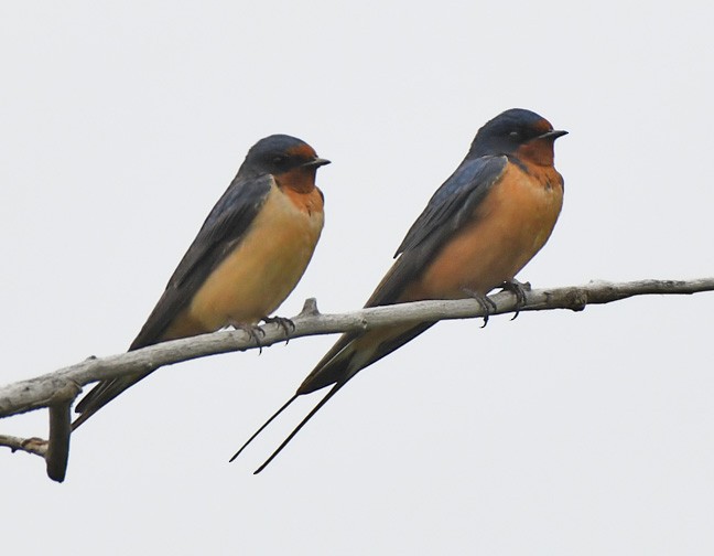 Barn Swallow - ML618517536