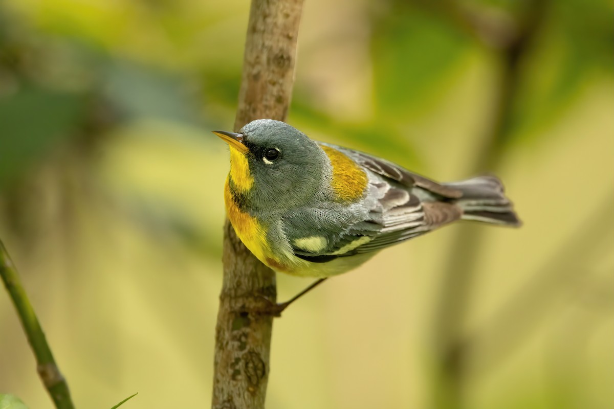 Northern Parula - ML618517545