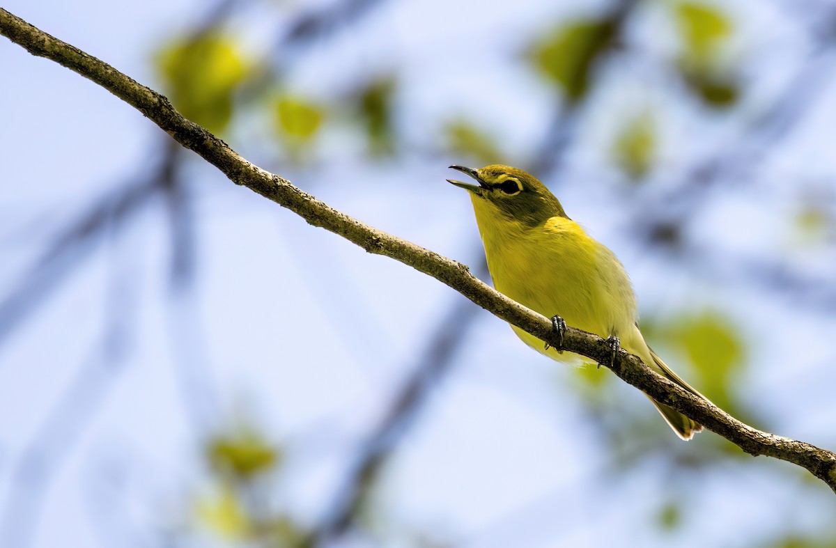 Yellow-throated Vireo - Jera Piper