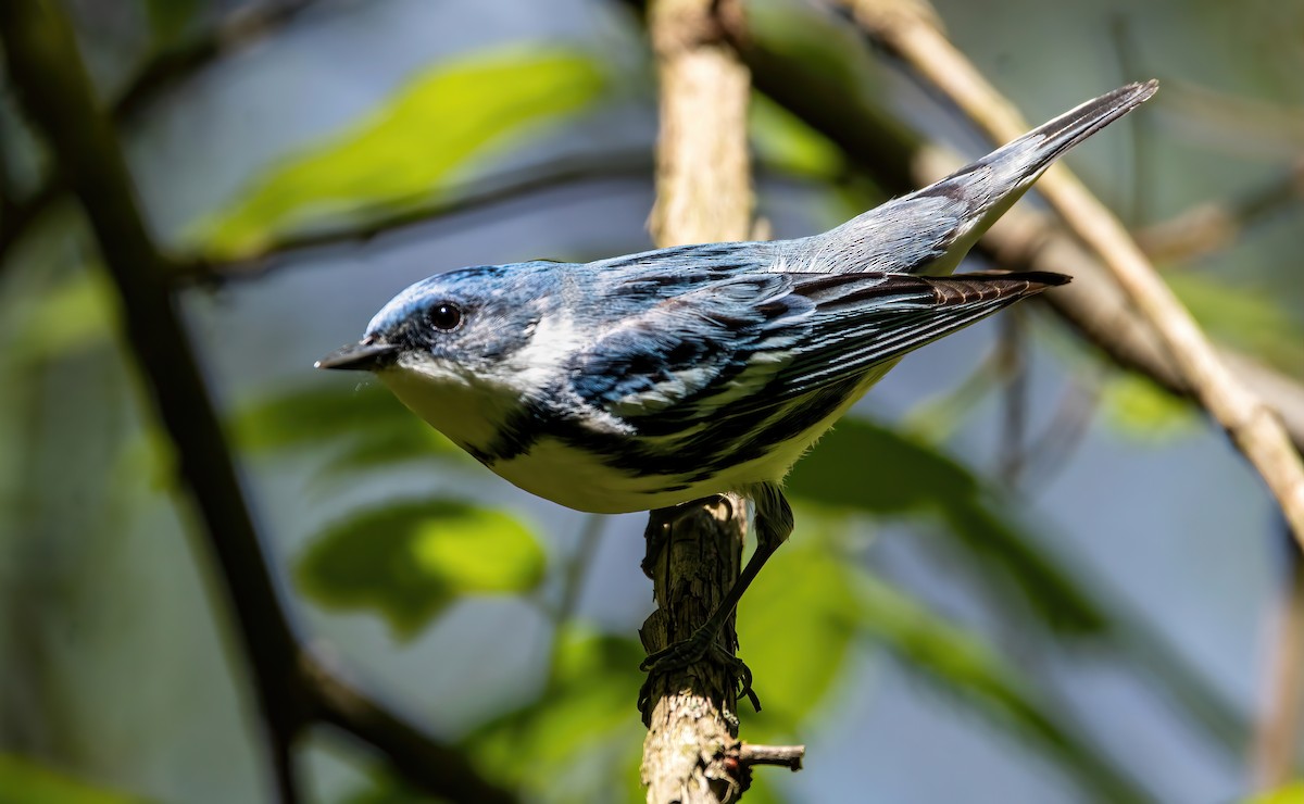 Cerulean Warbler - ML618517568