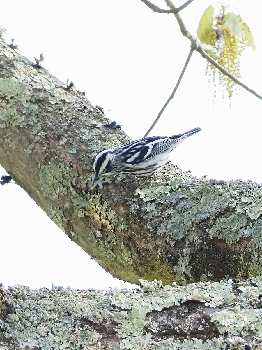 Paruline noir et blanc - ML618517579