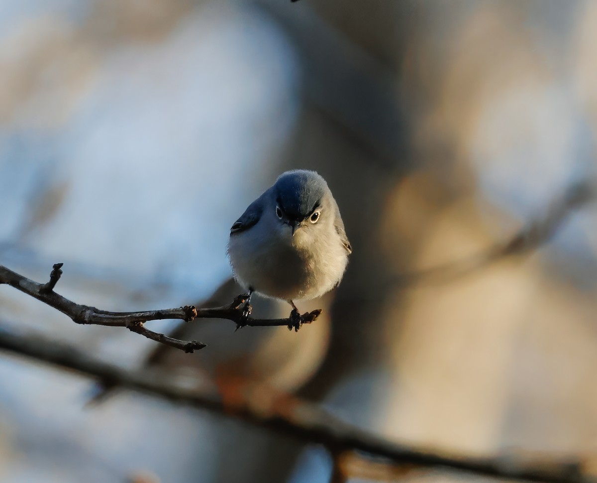 Blue-gray Gnatcatcher (caerulea) - ML618517581