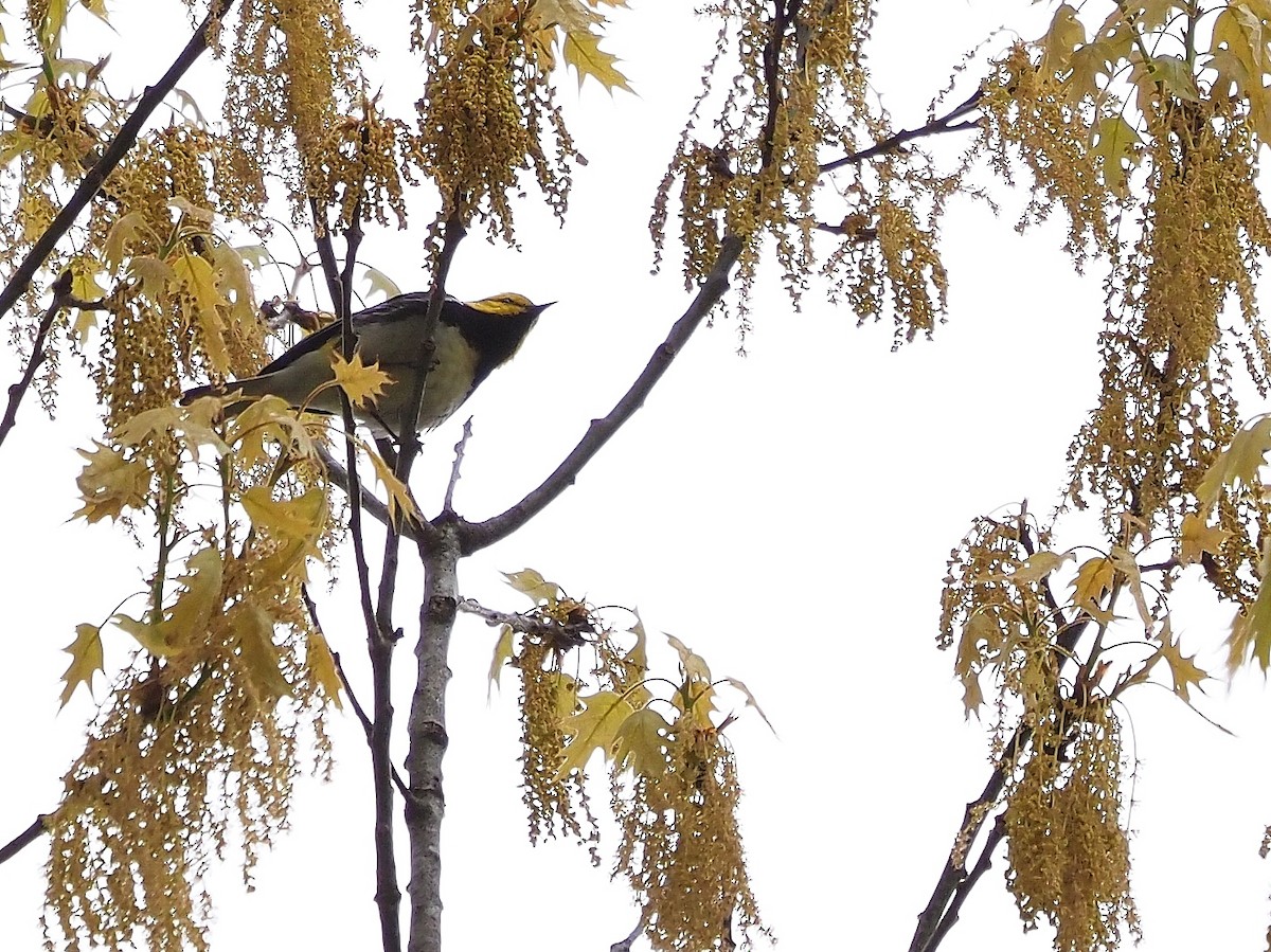 Black-throated Green Warbler - ML618517598