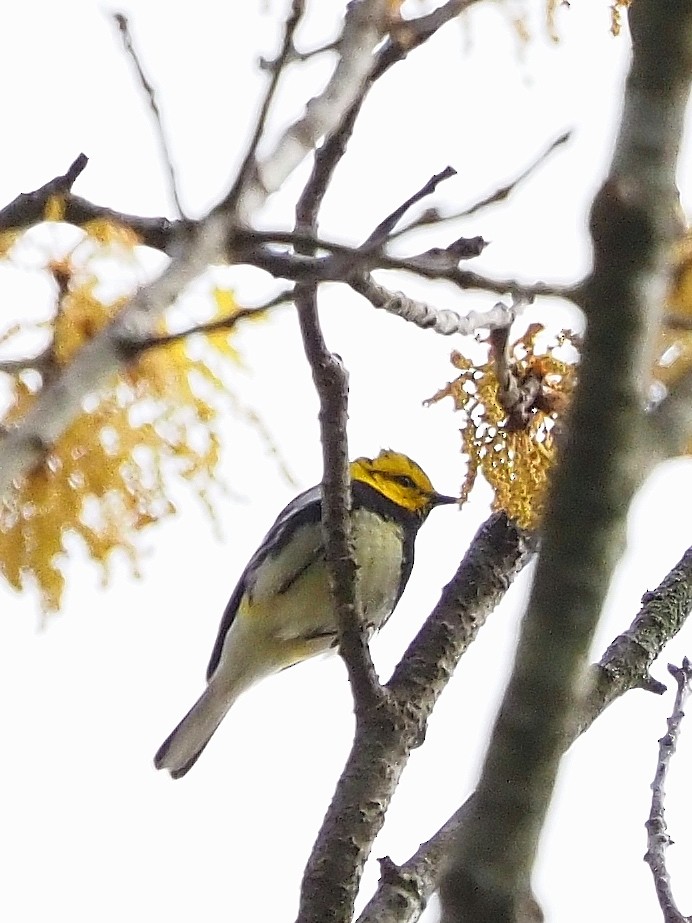 Black-throated Green Warbler - ML618517599