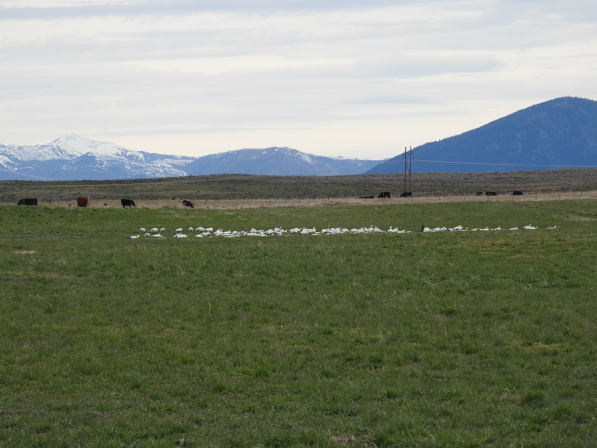 Snow Goose - ML618517602