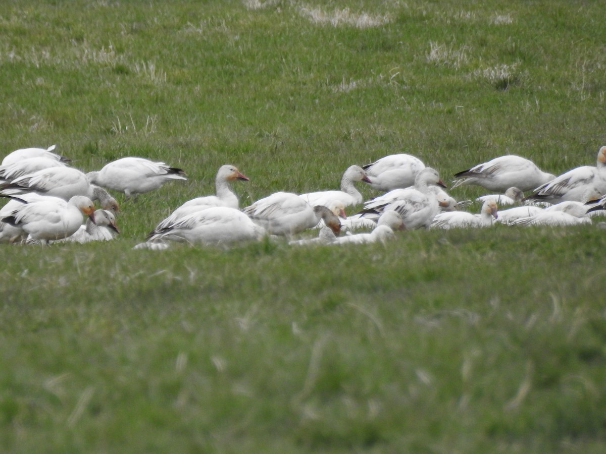 Snow Goose - ML618517629