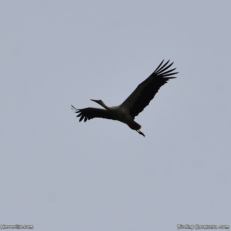 White Stork - ML618517641