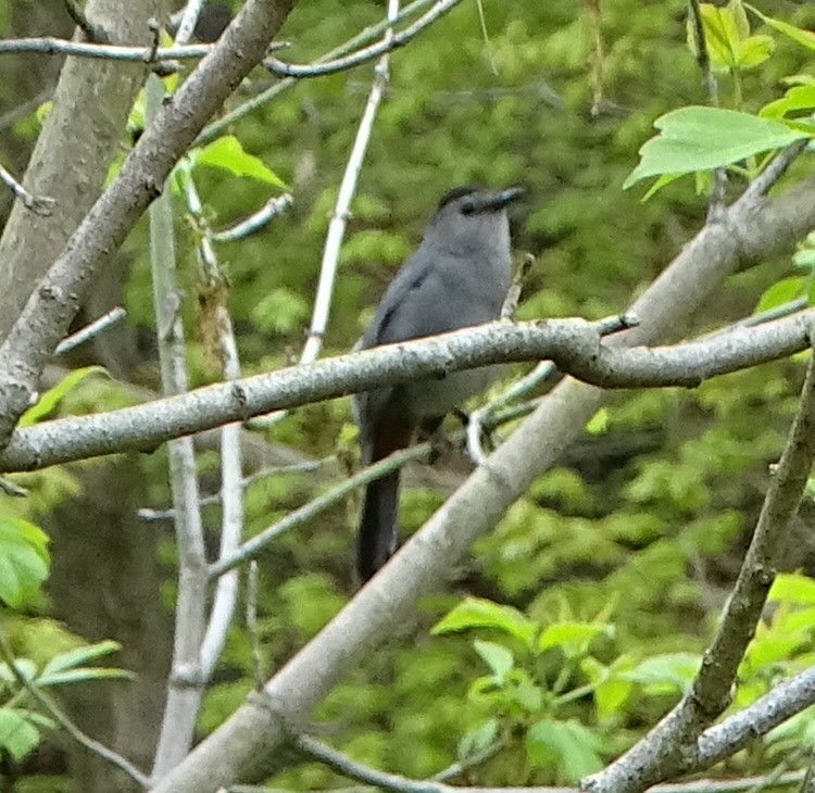 Gray Catbird - judith morsink