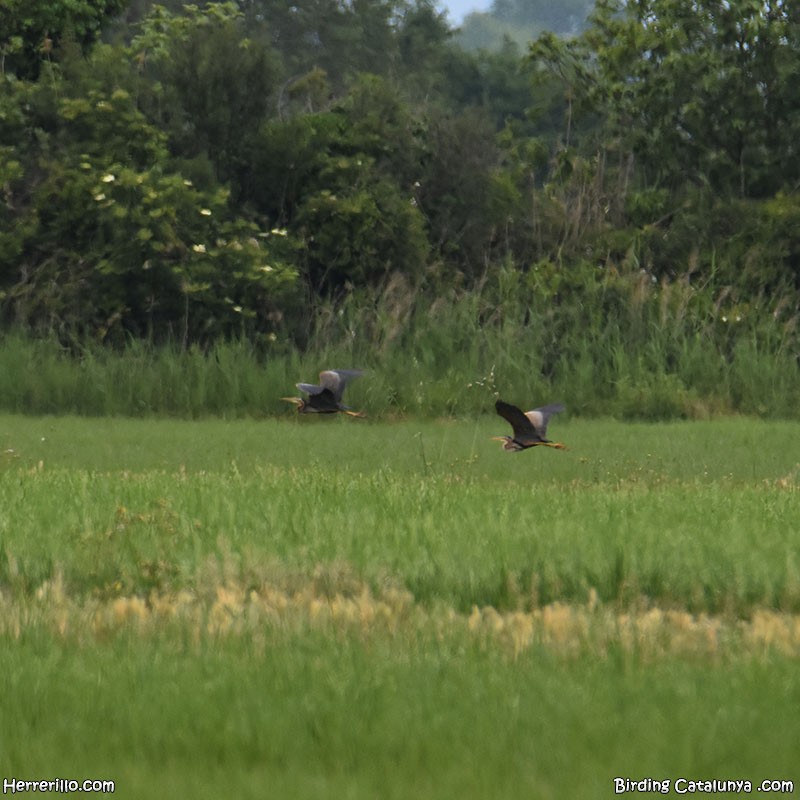 Purple Heron - ML618517659