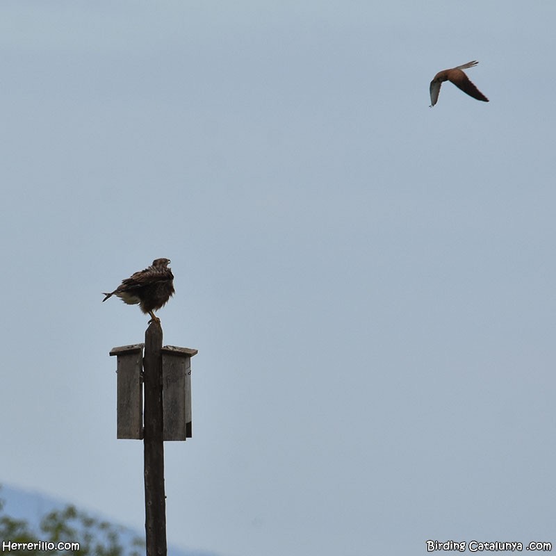 Common Buzzard - ML618517663