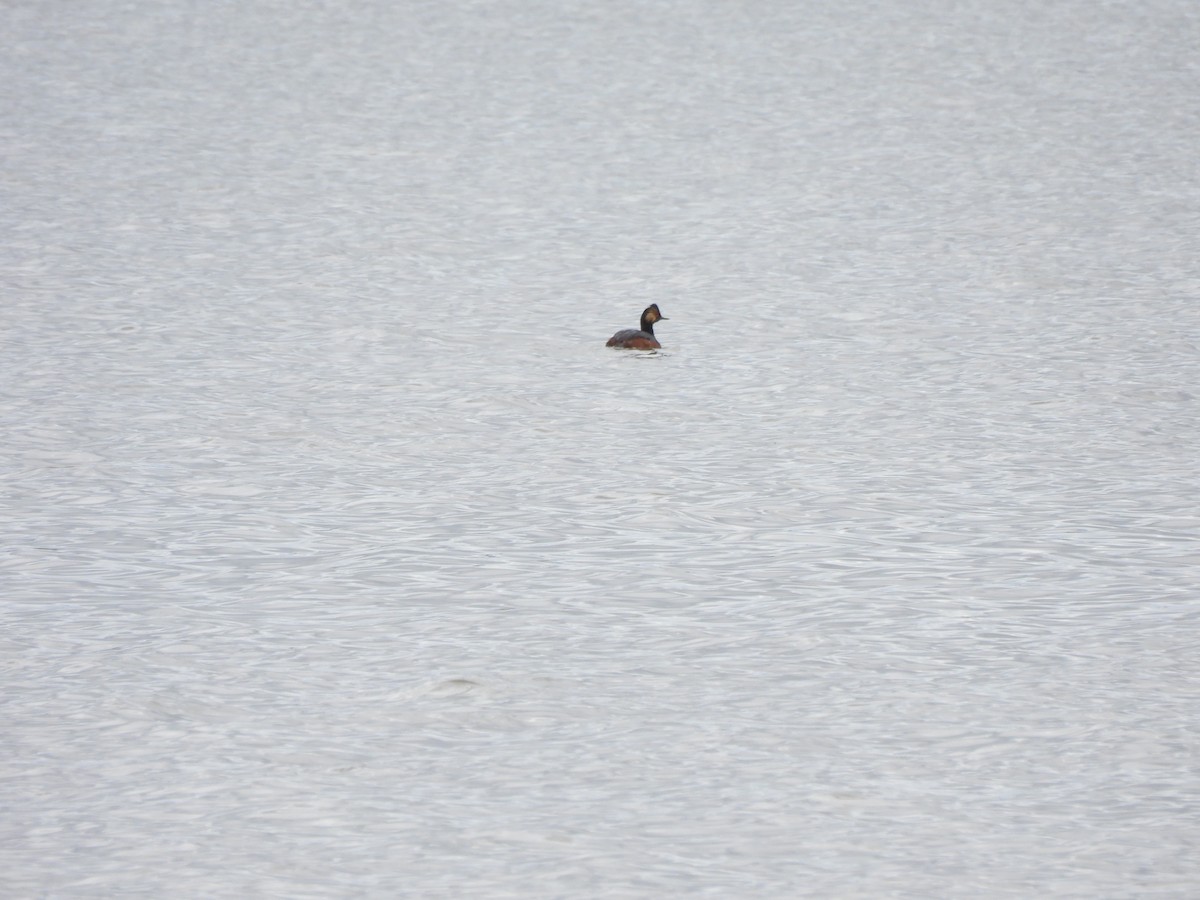 Eared Grebe - ML618517666