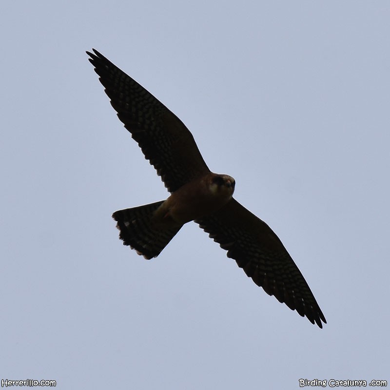 Red-footed Falcon - ML618517668