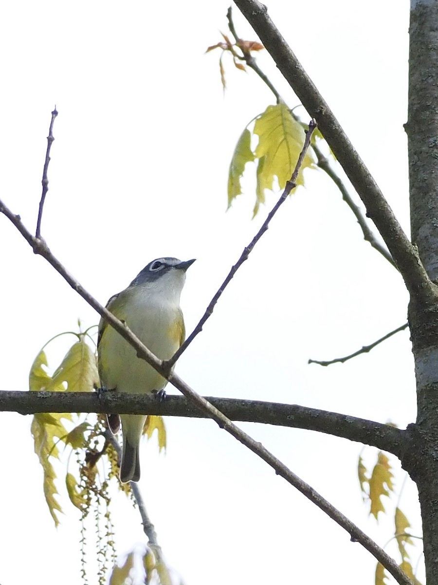 Blue-headed Vireo - ML618517715