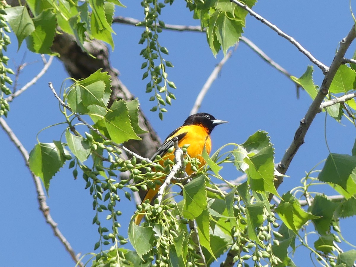 Baltimore Oriole - ML618517722