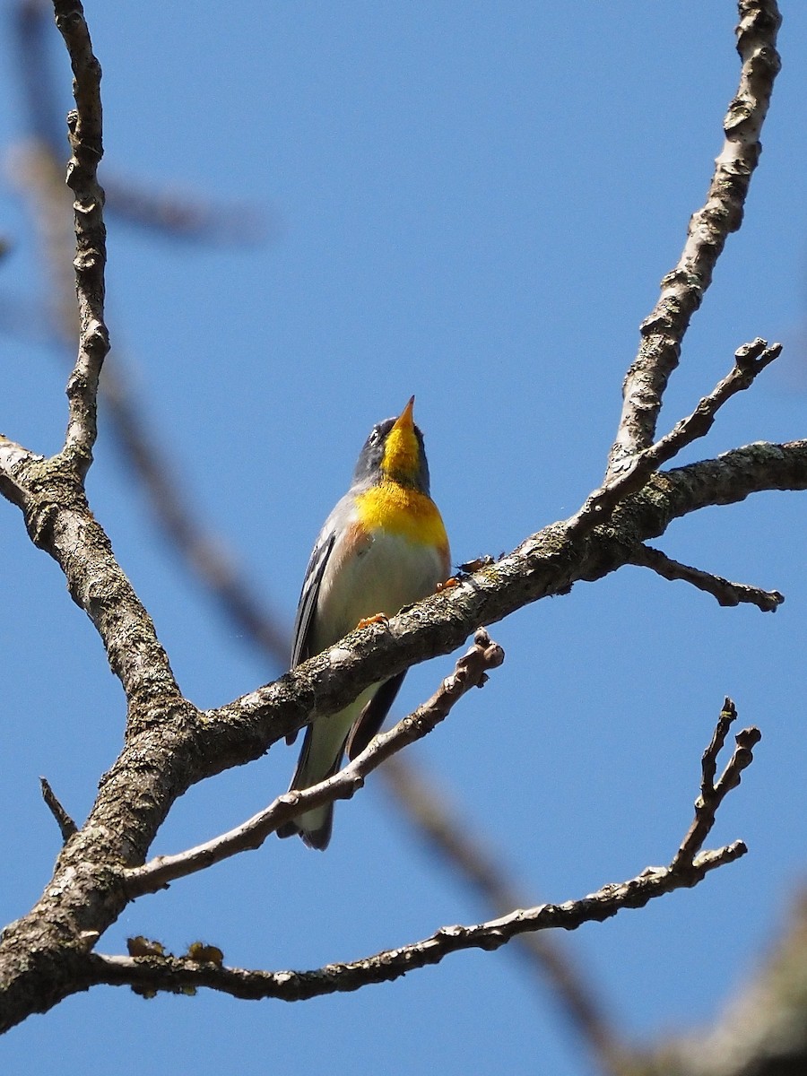 Northern Parula - ML618517759