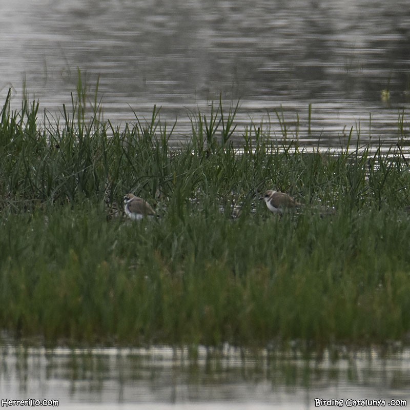 Kentish Plover - Enric Pàmies