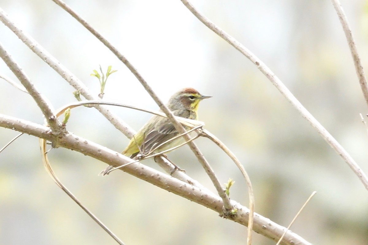 Palm Warbler - ML618517770