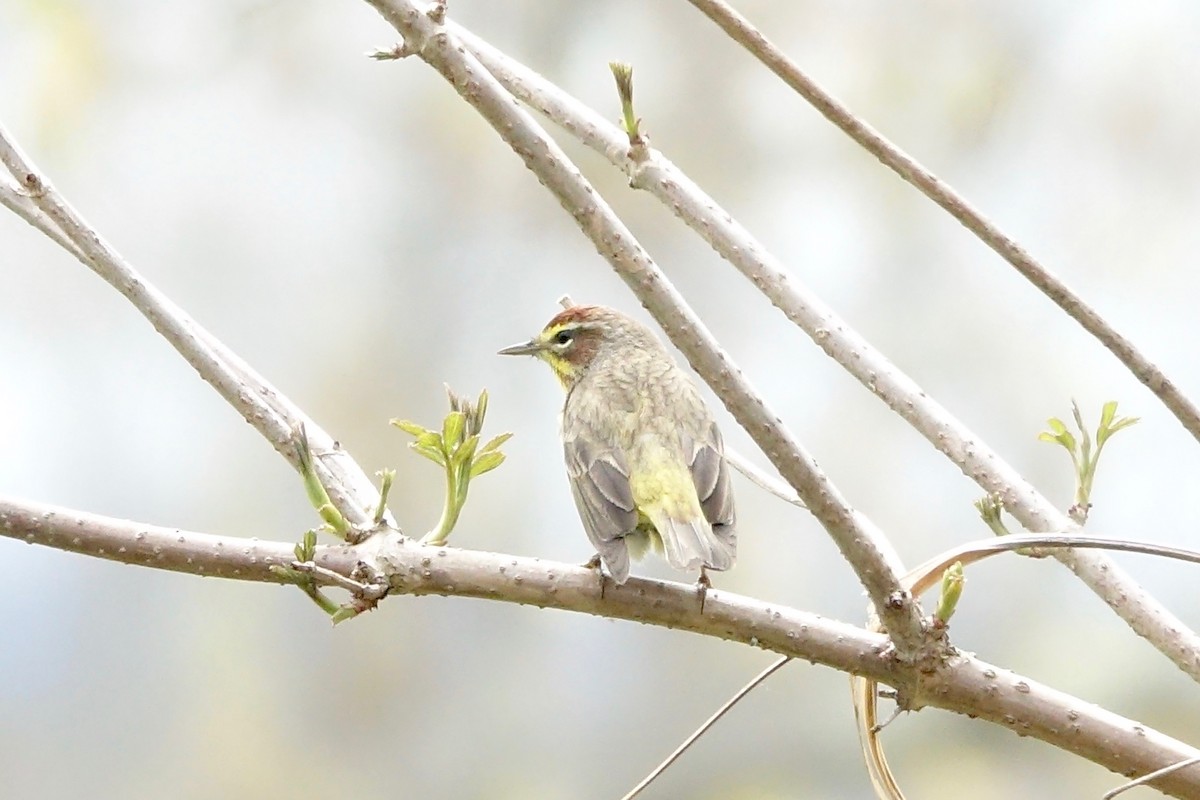 Palm Warbler - ML618517782