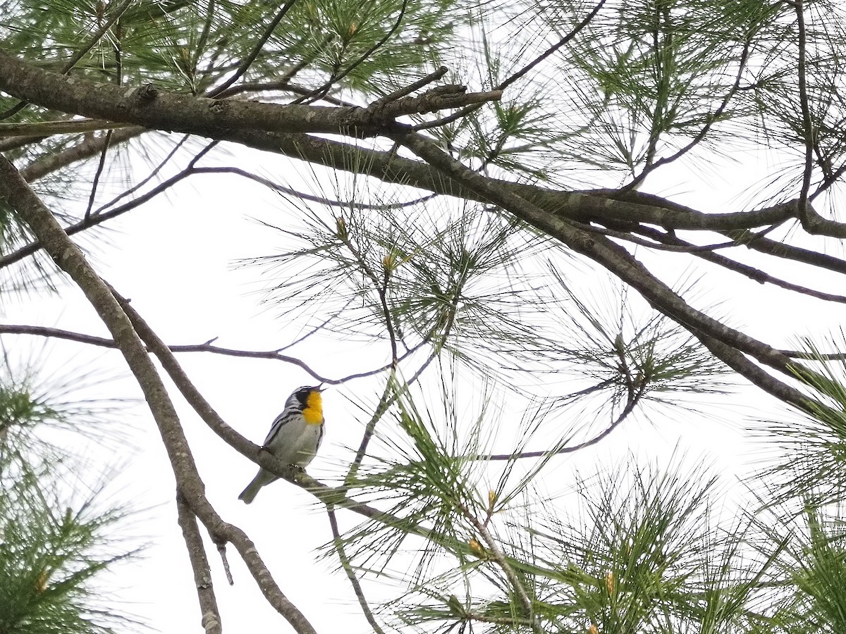 Yellow-throated Warbler - ML618517786