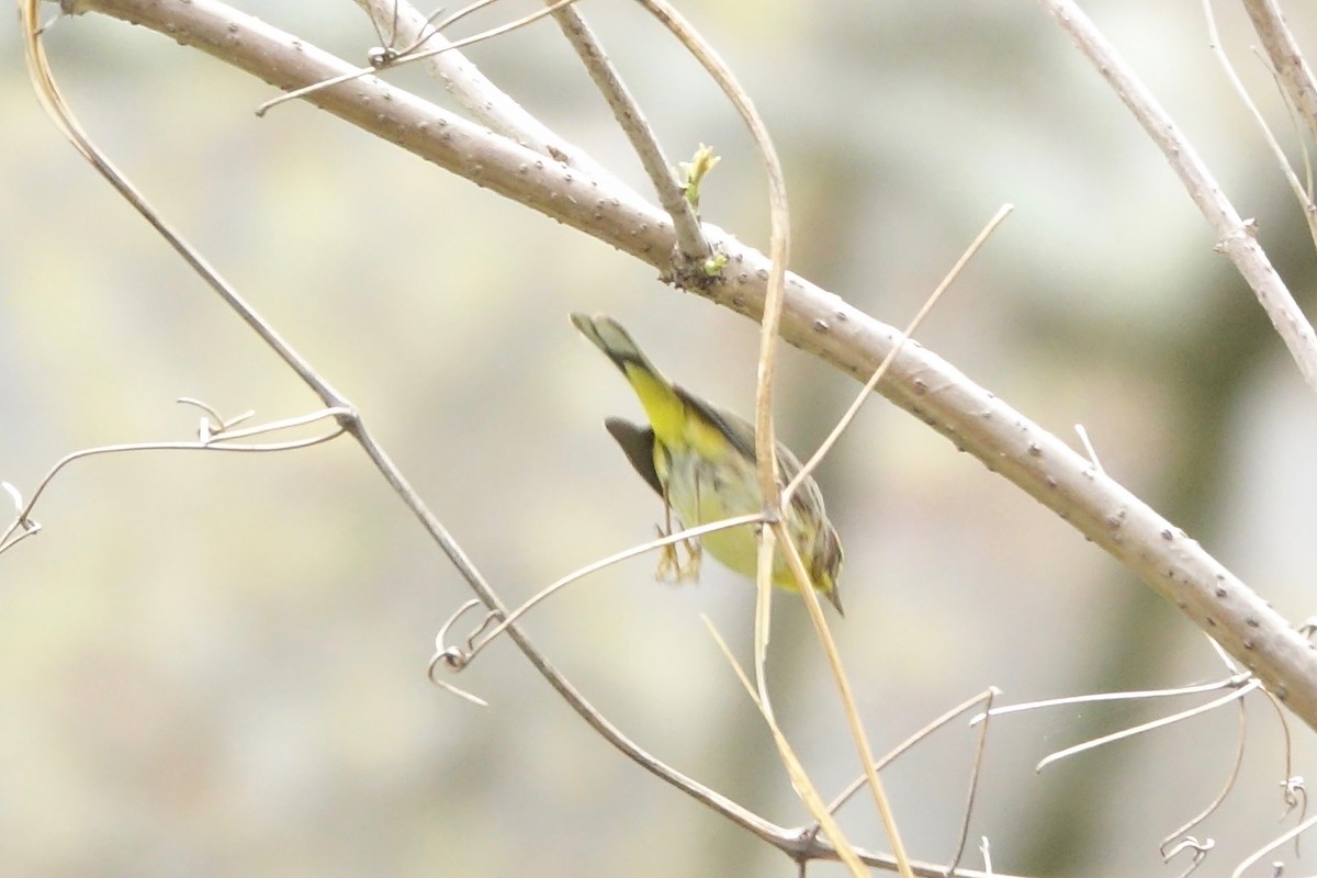 Palm Warbler - ML618517808