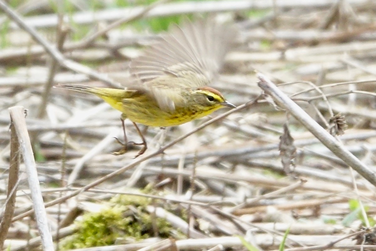 Palm Warbler - ML618517822