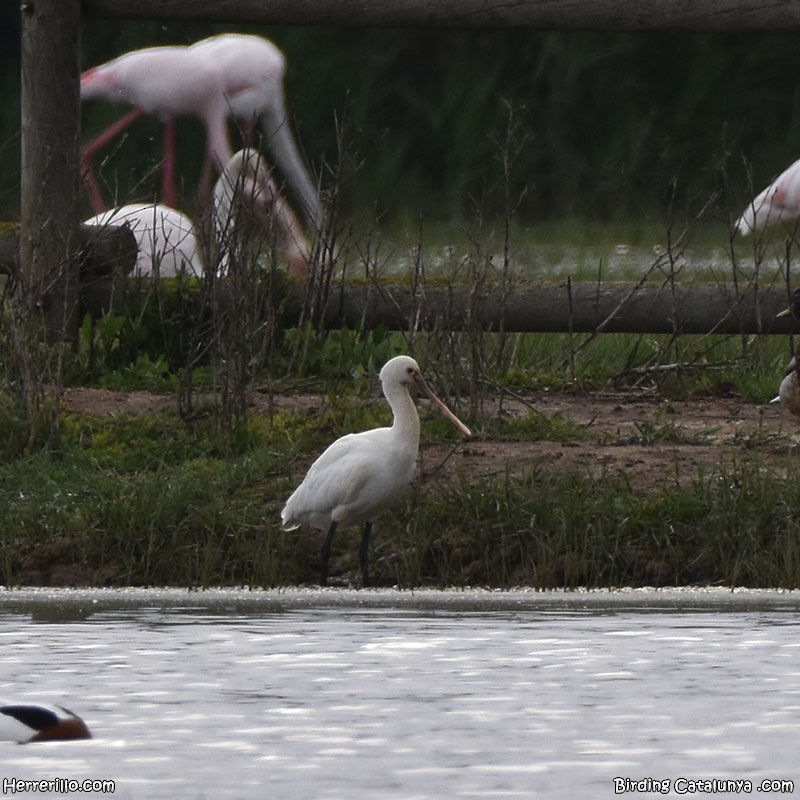 Eurasian Spoonbill - Enric Pàmies