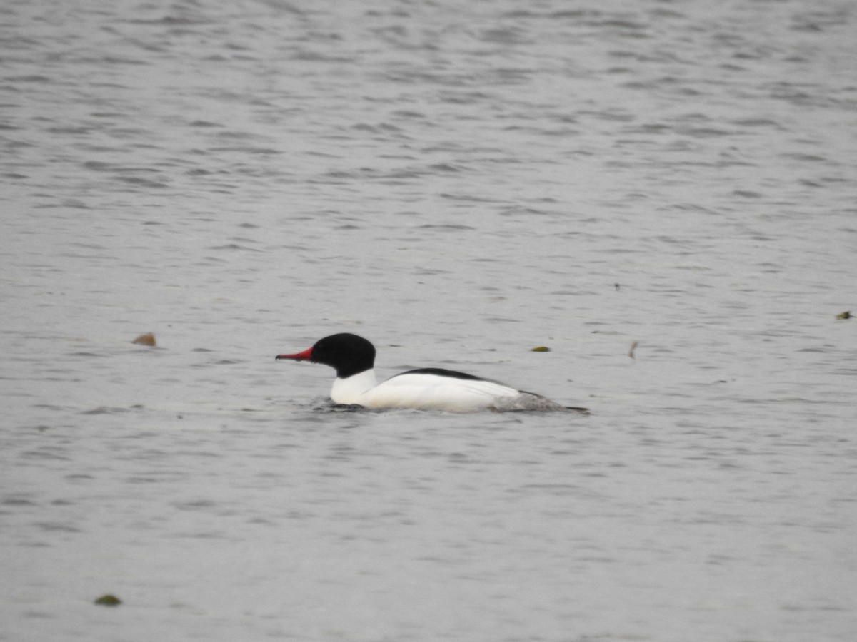 Common Merganser - ML618517872