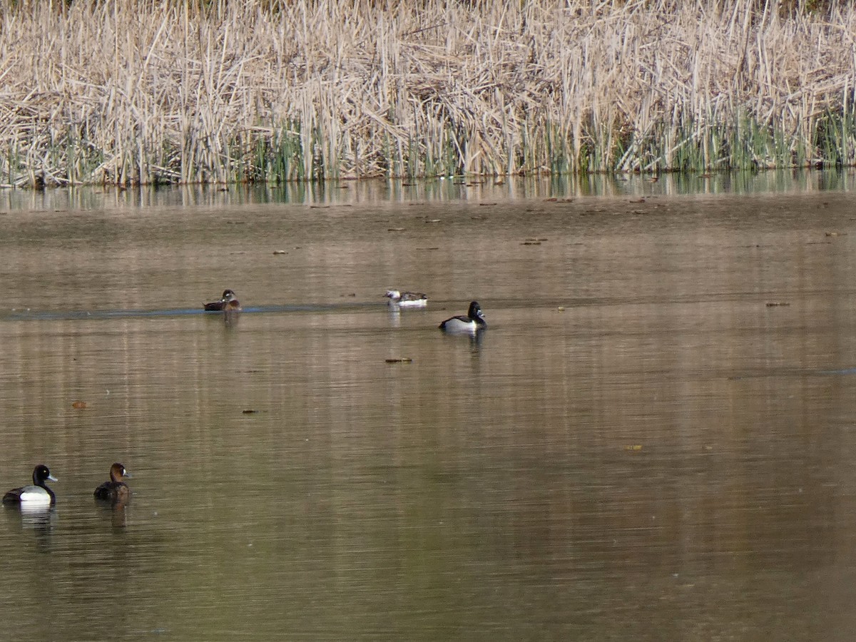 Long-tailed Duck - ML618517903