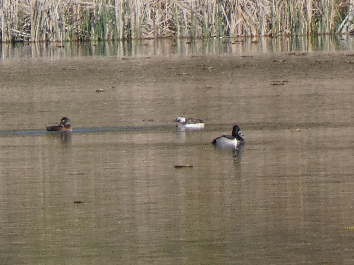 Long-tailed Duck - ML618517904