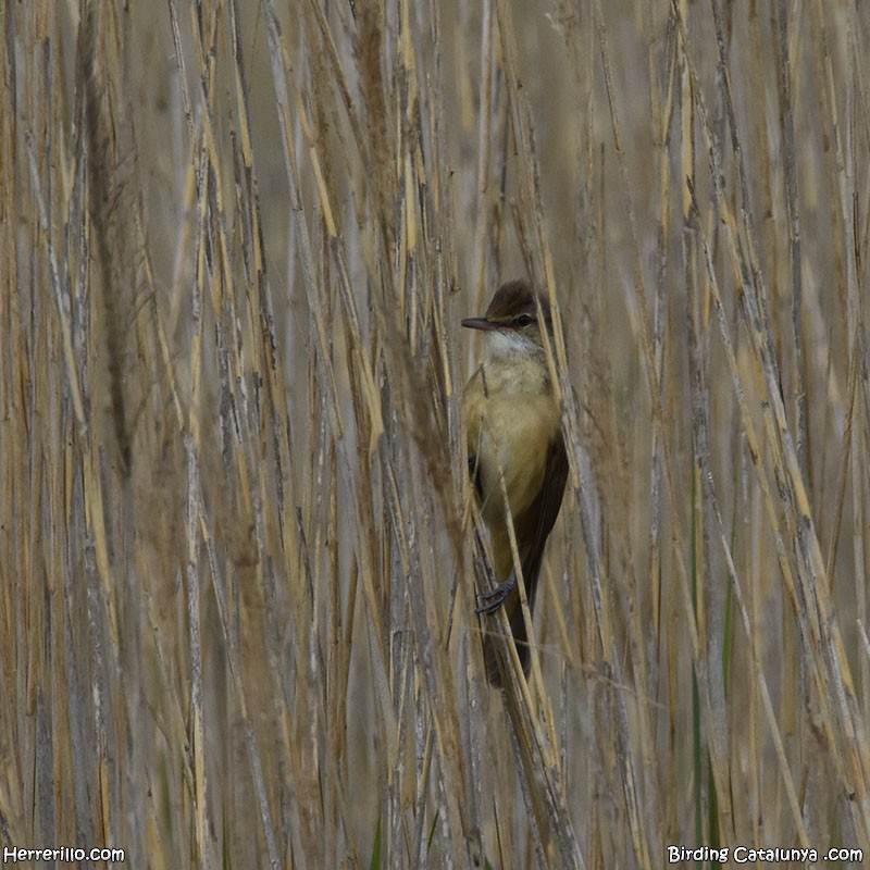 Great Reed Warbler - Enric Pàmies