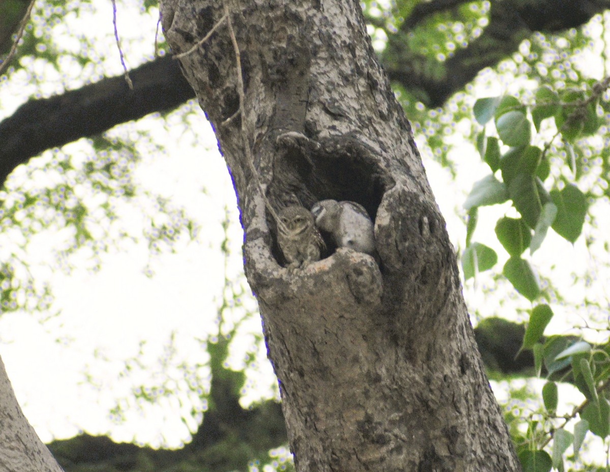 Spotted Owlet - ML618517918