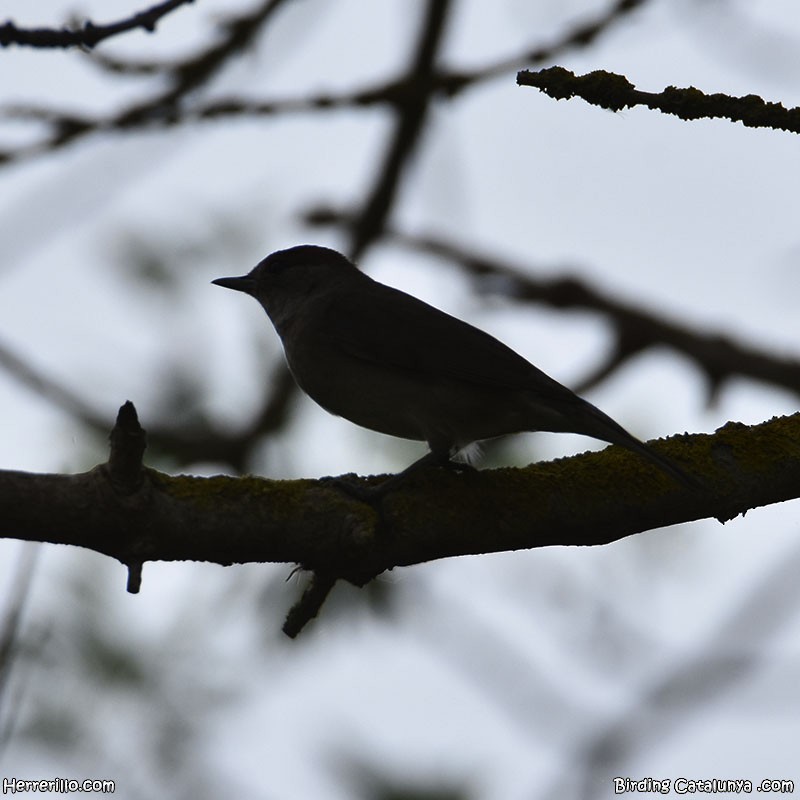 Eurasian Blackcap - Enric Pàmies