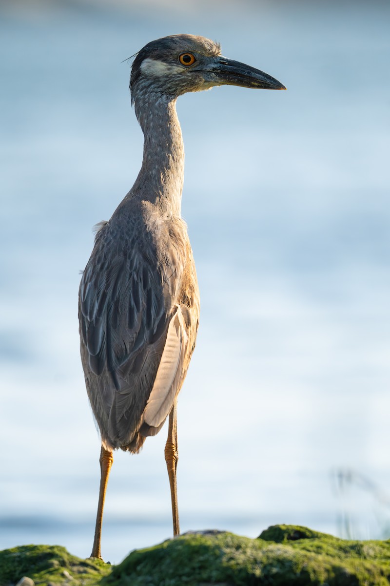 Yellow-crowned Night Heron - TJ Hastings