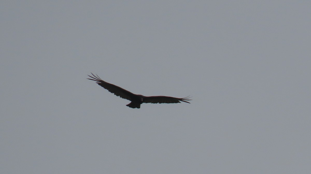 Turkey Vulture - ML618517957