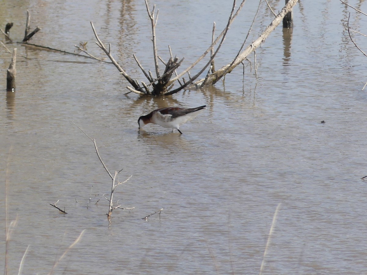 Wilson's Phalarope - ML618517975