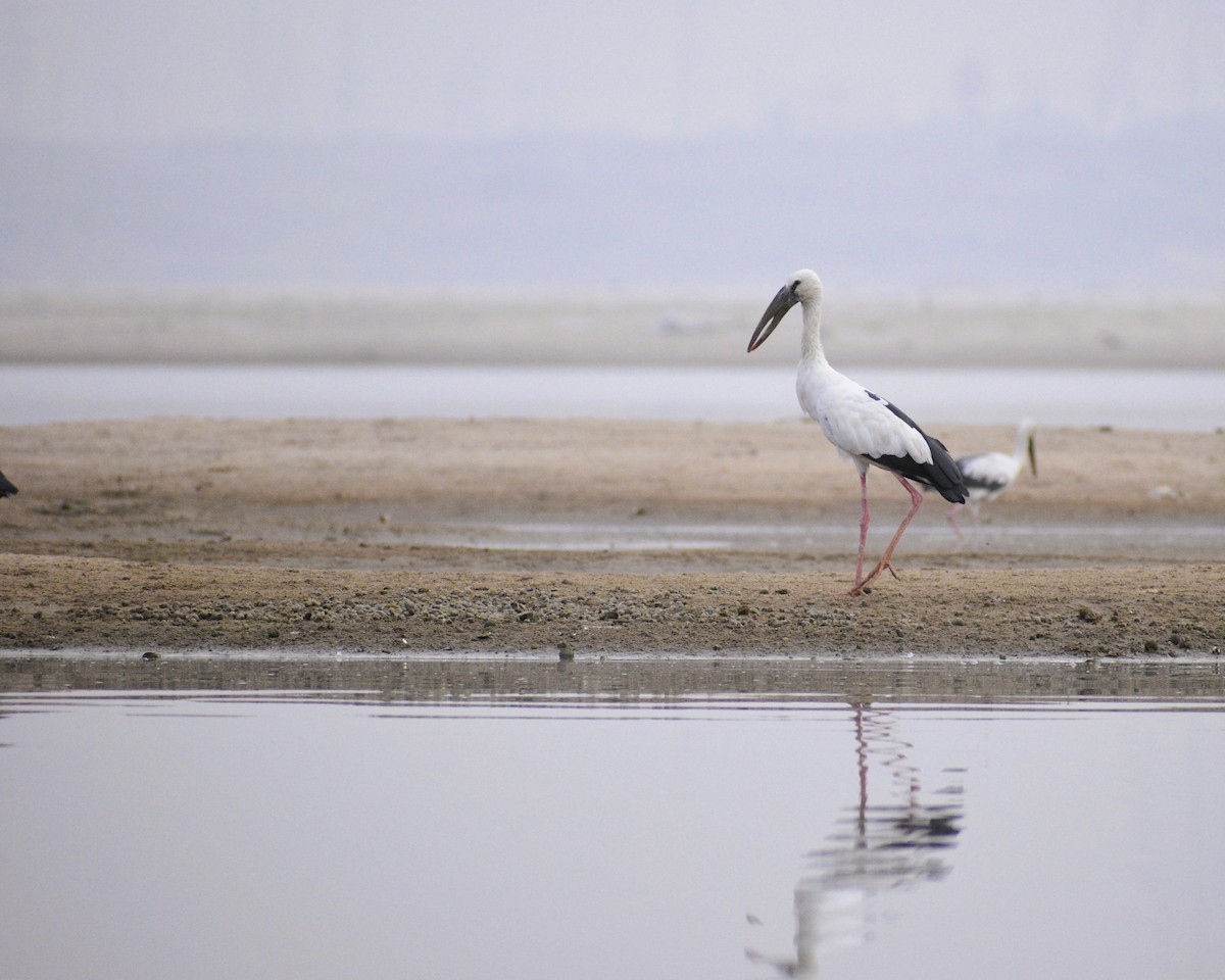 Asian Openbill - ML618517989