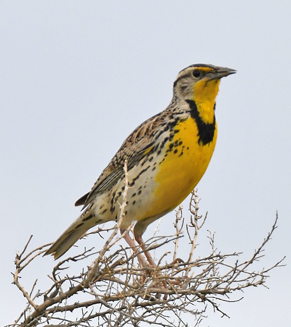 Western Meadowlark - ML618518027