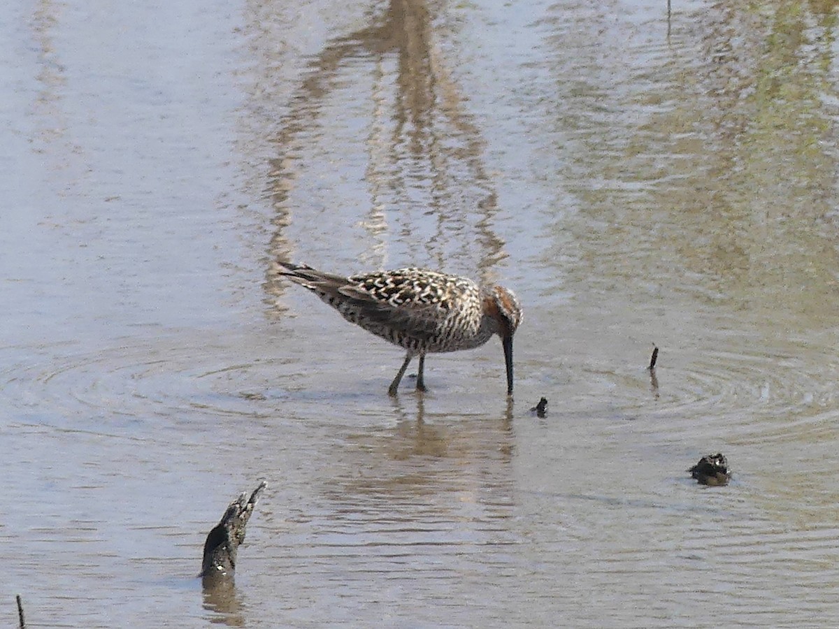 Stilt Sandpiper - ML618518028