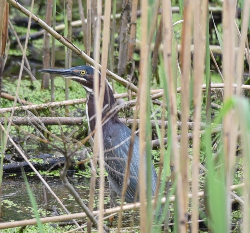 Green Heron - ML618518075