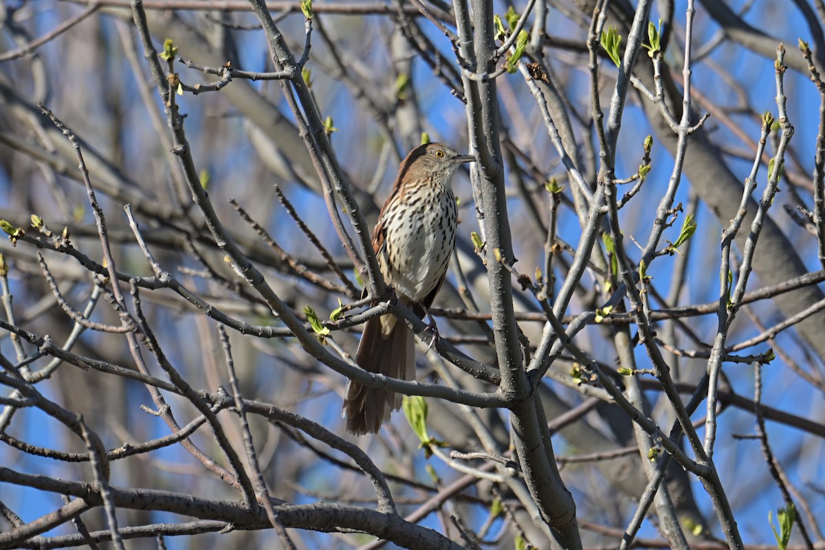 Brown Thrasher - Mike Charest