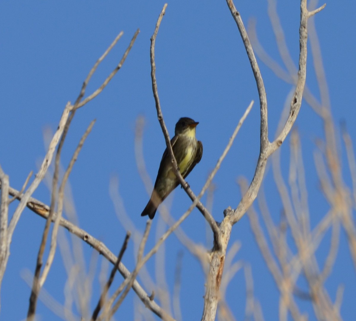 Olive-sided Flycatcher - Colby & Lauren