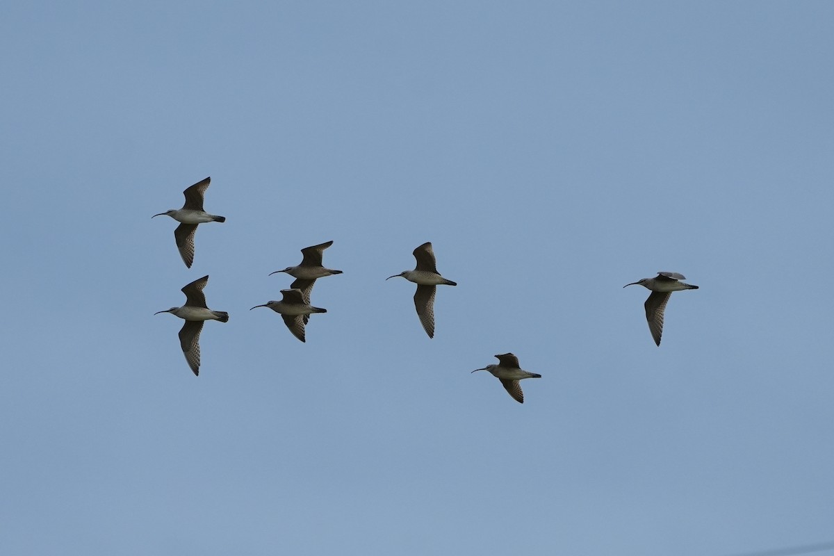 Regenbrachvogel - ML618518107