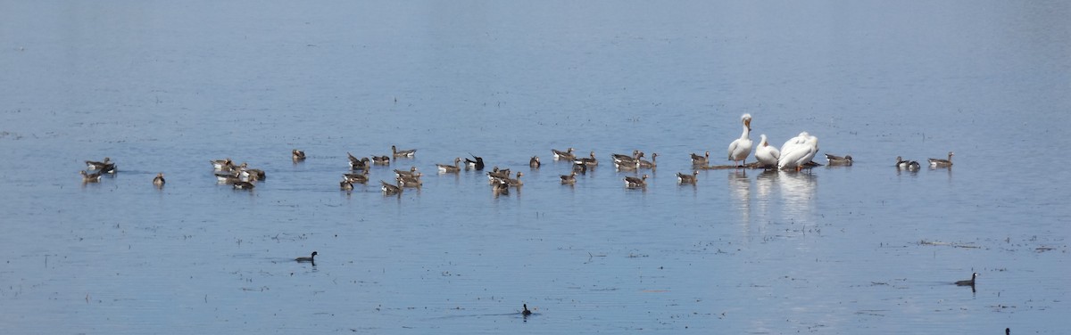 Greater White-fronted Goose - Paul Suchanek