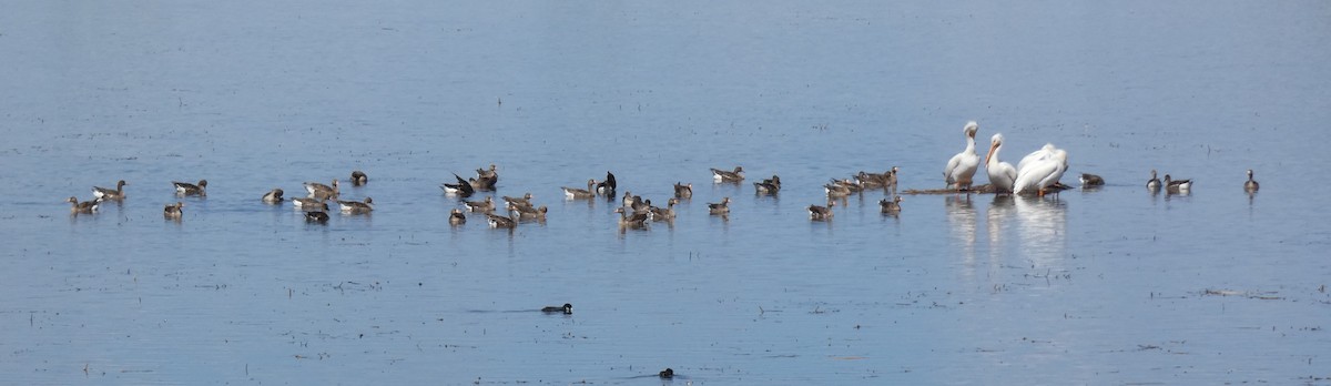 Greater White-fronted Goose - Paul Suchanek