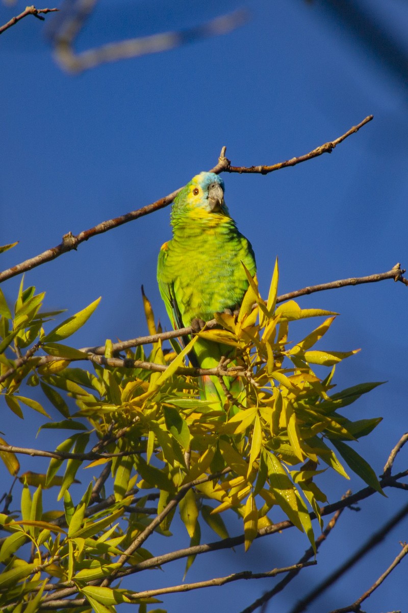 Turquoise-fronted Parrot - Fernando Iglesias