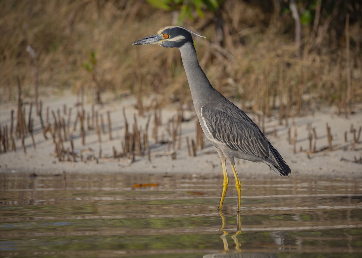 Yellow-crowned Night Heron - Josiah Vandenberg