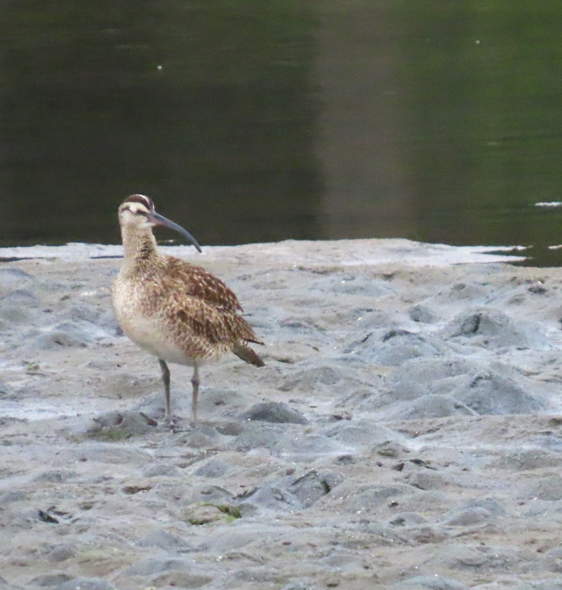 Regenbrachvogel - ML618518137